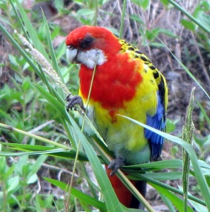 Eastern Rosella - seed dinner, standing on a grass stalk