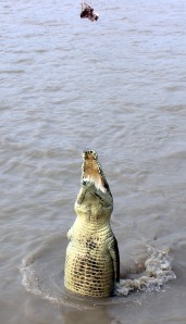 croc rising to take the bait